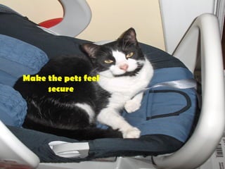 Make the pets feel
secure
 