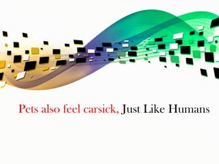 Pets also feel carsick, Just Like Humans
 