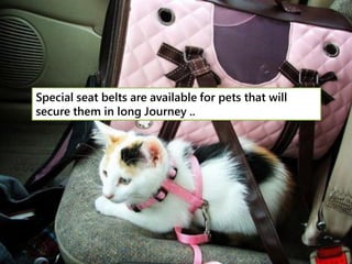 Special seat belts are available for pets that will
secure them in long Journey ..
 