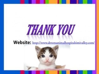 Car Sickness In Cats