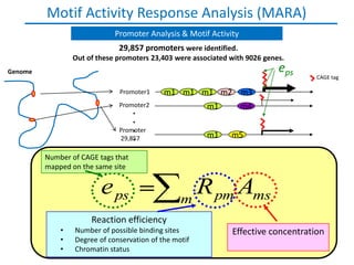 Motif Activity Response Analysis (MARA)
                                  Promoter Analysis & Motif Activity
                                   29,857 promoters were identified.
                     Out of these promoters 23,403 were associated with 9026 genes.
Genome                                                                            eps
                                                                                              CAGE tag

                                   Promoter1   m1 m1 m1 m2 m3
 PMA                               Promoter2                m1         m4

                                       ・・・・
       0h 1h 2h 4h   6h     12h                   48h                    72h                 96h
                                   Promoter
                                   29,857                   m1      m5

            Number of CAGE tags that
            mapped on the same site


                             e ps                   m
                                                      R pm Ams
                          Reaction efficiency
                •    Number of possible binding sites               Effective concentration
                •
   THP-1 cells are a Degree of conservation cell line which upon PMA treatment can differentiate into an
                     monoblastic leukemia of the motif
                •
   adherent monocyte like cell (CD14+, CSF1R+)
                     Chromatin status
                                          Suzuki, Forrest, van Nimwegen et al. Nature Genetics 2009, 41:5
 