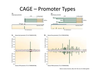 CAGE – Promoter Types




               Nature reviews Genetics, 8(6), 424–436. doi:10.1038/nrg2026
 