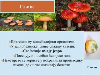 Гљиве
Претежно су вишећелијски организми.
У једноћелијске гљиве спадају квасци.
Све ћелије имају једро.
Поседују и посебан ћелијски зид.
Неке врсте се користе у исхрани, за производњу
лекова, док неке изазивају болести.
Печурке
Плесни
 