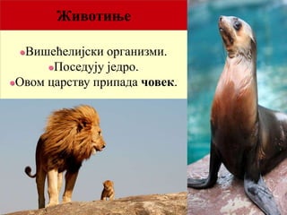 Животиње
Вишећелијски организми.
Поседују једро.
Овом царству припада човек.
 