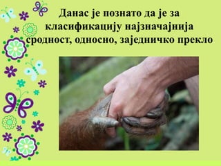 Данас је познато да је за
класификацију најзначајнија
сродност, односно, заједничко прекло
 