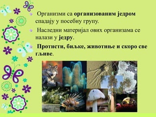 Организми са организованим једром
спадају у посебну групу.
Наследни материјал ових организама се
налази у једру.
Протисти, биљке, животиње и скоро све
гљиве.
 