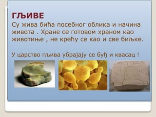 ГЉИВЕ
Су жива бића посебног облика и начина
живота . Хране се готовом храном као
животиње , не крећу се као и све биљке.
У царство гљива убрајају се буђ и квасац !
 