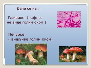 Деле се на :
Гљивице ( које се
не виде голим оком )
 