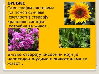 БИЉКЕ
Саме својим листовима
(уз помоћ сунчеве
светлости) стварају
хранљиве састојке
потребне за живот .
Биљке стварају кисеоник који је
неопходан људима и животињама за
живот .
 