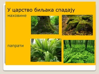 У царство биљака спадају
маховине
папрати
 