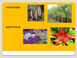 четинари
цветнице
 