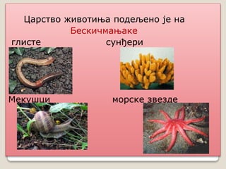 Царство животиња подељено је на
Бескичмањаке
глисте сунђери
Мекушци морске звезде
 