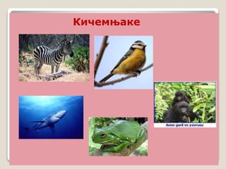 Кичемњаке
 