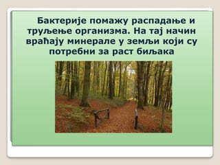 Бактерије помажу распадање и
труљење организма. На тај начин
враћају минерале у земљи који су
потребни за раст биљака
 