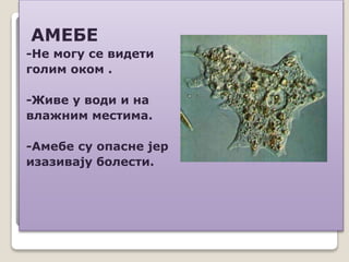 АМЕБЕ
-Не могу се видети
голим оком .
-Живе у води и на
влажним местима.
-Амебе су опасне јер
изазивају болести.
 