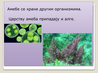 Амебе се хране другим организмима.
Царству амеба припадају и алге.
 