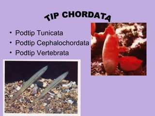 • Podtip Tunicata
• Podtip Cephalochordata
• Podtip Vertebrata
 