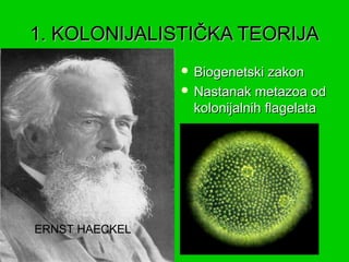 1. KOLONIJALISTIČKA TEORIJA
                 Biogenetski   zakon
                 Nastanak metazoa od
                  kolonijalnih flagelata




ERNST HAECKEL
 