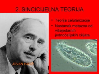 2. SINCICIJELNA TEORIJA
              • Teorija celularizacije
              • Nastanak metazoa od
                višejedarnih
                jednoćelijskih cilijata




JOVAN HADŽI
 
