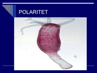 POLARITET
 