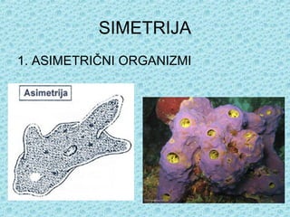 SIMETRIJA
1. ASIMETRIČNI ORGANIZMI
 