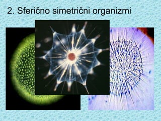 2. Sferično simetrični organizmi
 