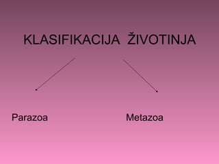 KLASIFIKACIJA ŽIVOTINJA




Parazoa        Metazoa
 
