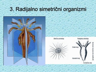 3. Radijalno simetrični organizmi
 