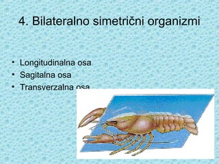 4. Bilateralno simetrični organizmi


• Longitudinalna osa
• Sagitalna osa
• Transverzalna osa
 