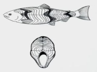 Spoljašnja                 unutrašnja




Homonomna        heteronomna
 