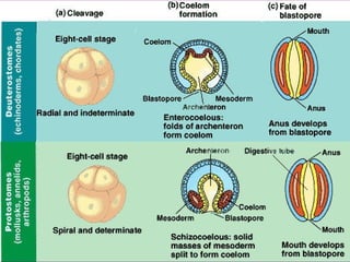 EUCELOMATA
1. Celomske          2.Celomske
   protostomije        deuterostomije
• Šizocelni način    • Enterocelni način
   postanka celoma     postanka celoma
• Determinisano      • Nedeterminisano
   razviće             razviće
 
