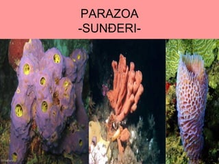 PARAZOA
-SUNĐERI-
 