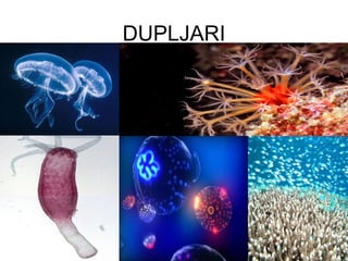 DUPLJARI
 