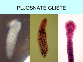 PLJOSNATE GLISTE
 