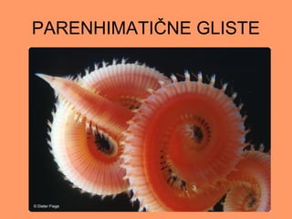 PARENHIMATIČNE GLISTE
 