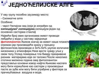 ЈЕДНОЋЕЛИЈСКЕ АЛГЕ У ову групу посебно заузимају место: - Силикатне алге Особине: - чврст ћелијски зид (који је изграђен од  силицијума*,силицијума ,силицијум-један од основних састојака стакла ) Највећи број ових организама живот проводи лебдећи у води,у саставу заједнице  фитопланктон .Њихов значај за живот наше планете огроман јер производећи храну у процесу фотосинтезе,производе и 3о%-5о% укупне количине кисеоника у атмосфери.Неке врсте чувају уља у свом телу.Услед померања тла бивају прекривене разним  материјама које се таложе.После неколико стотина милиона година овај фитопланктон представља основни извор нафте.Њихове наслаге могу бити коришћене као састојак у производњи пасте за зубе или могу бити уграђене у филтере за пречишћавање  ваздуха и воде. 