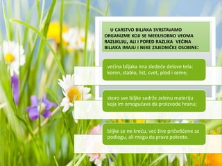 U CARSTVO BILJAKA SVRSTAVAMO
ORGANIZME KOJI SE MEĐUSOBNO VEOMA
RAZLIKUJU, ALI I PORED RAZLIKA VEĆINA
BILJAKA IMAJU I NEKE ZAJEDNIČKE OSOBINE:
većina biljaka ima sledeće delove tela:
koren, stablo, list, cvet, plod i seme;
skoro sve biljke sadrže zelenu materiju
koja im omogućava da proizvode hranu;
biljke se ne kreću, već žive pričvršćene za
podlogu, ali mogu da prave pokrete.
 