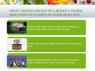OBLIK I VELIČINA DELOVA TELA BILJAKA U VELIKOJ
MERI ZAVISE OD STANIŠTA NA KOJEM BILJKA ŽIVI:
• Vodene biljke imaju tanko i visoko stablo ili plutaju po
površini vode. Njihov koren je slabo razvijen.
• Drveće i žbunje imaju stablo debele kore i dobro razvijen
koren.
• Stablo pustinjskih biljaka služi za čuvanje vode, dok su
listovi u obliku trnova. Koren im je veoma razvijen.
 
