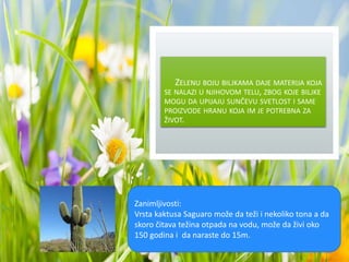 ZELENU BOJU BILJKAMA DAJE MATERIJA KOJA
SE NALAZI U NJIHOVOM TELU, ZBOG KOJE BILJKE
MOGU DA UPIJAJU SUNČEVU SVETLOST I SAME
PROIZVODE HRANU KOJA IM JE POTREBNA ZA
ŽIVOT.
Zanimljivosti:
Vrsta kaktusa Saguaro može da teži i nekoliko tona a da
skoro čitava težina otpada na vodu, može da živi oko
150 godina i da naraste do 15m.
 