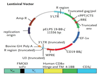 Car T cell | PPSX