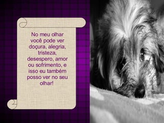 No meu olhar você pode ver doçura, alegria, tristeza, desespero, amor ou sofrimento, e isso eu também posso ver no seu olhar!  