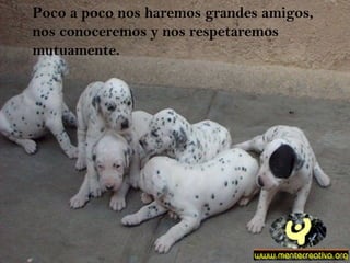 Poco a poco nos haremos grandes amigos, nos conoceremos y nos respetaremos mutuamente. 