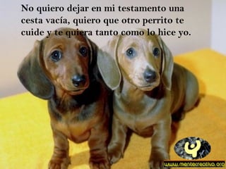 No quiero dejar en mi testamento una cesta vacía, quiero que otro perrito te cuide y te quiera tanto como lo hice yo. 