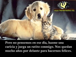 Pero no pensemos en ese día, hazme una caricia y juega un ratito conmigo. Nos quedan mucho años por delante para hacernos felices.  