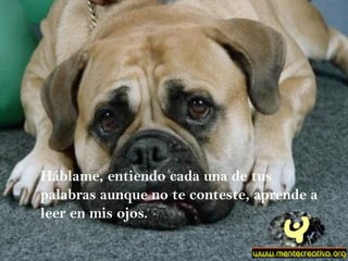 Háblame, entiendo cada una de tus palabras aunque no te conteste, aprende a leer en mis ojos. 