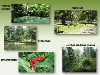 Plantas
brofitas

Palmetum

Arboretum
Helechos arbóreos enanos

Ornamentales

 