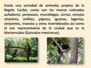 Existe una variedad de animales propios de la
Región Caribe, como son los monos colorados
aulladores, perezosos, murciélagos, zorras, conejos
silvestres, ardillas, pájaros, iguanas, lagartos,
serpientes, insectos y otros invertebrados así como
el ave representativa de la ciudad que es la
Mariamulata (Quiscalus mexicanus).

 