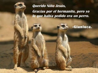 Querido Niño Jesús, Gracias por el hermanito, pero yo lo que había pedido era un perro. -Gianluca. 