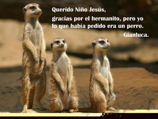Querido Niño Jesús, gracias por el hermanito, pero yo lo que había pedido era un perro. Gianluca. 