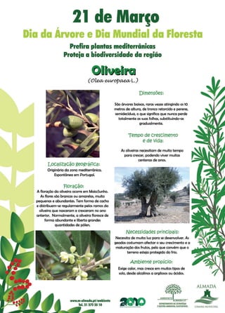 Cartaz oliveira